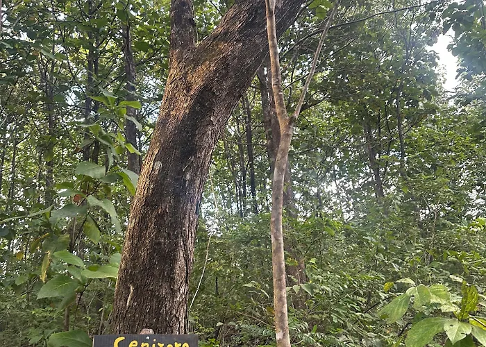 Avellanas 2*